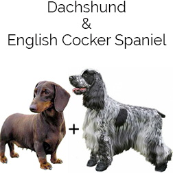 Mini English Cocker Spaniel Dog